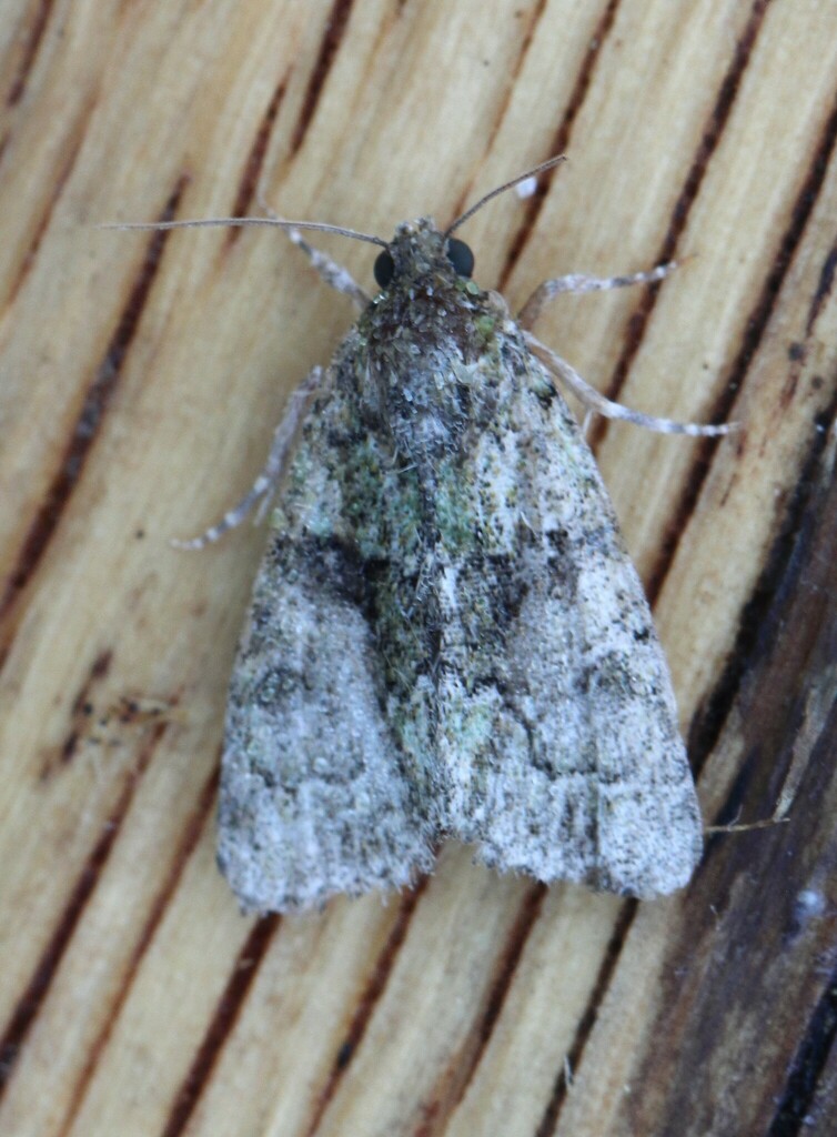 Photo of Cryphia algae Complex (Cryphia algae/ochsi/pallida)